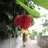 紅い華