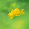DPP_04241020