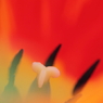 DPP_04241017