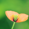 DPP_04241022