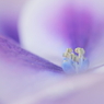 DPP_04241024