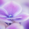 DPP_04241026