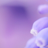 DPP_04241027