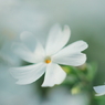 DPP_04241029