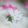 DPP_04241036