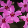 DPP_0424039