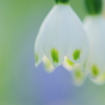DPP_0424041
