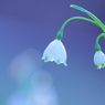 DPP_0424045