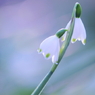 DPP_0424046