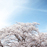 The Grand Tree Of SAKURA #2