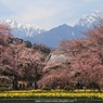 実相寺 山高神代桜