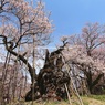 山高神代桜