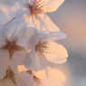 夕桜