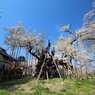 最古の桜