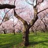 一面桜
