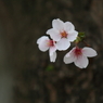 桜　- 幹花 -