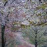 雨桜