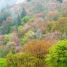煙る桜路