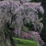 又兵衛さんの桜