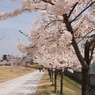 桜に陽光踊る