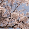 桜の海