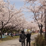 桜並木