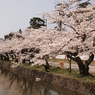 お堀の桜