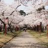 桜の屋根