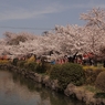 桜道