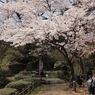 桜の木の下で