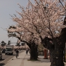 沿道の桜