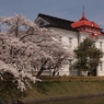 桜と大寶館