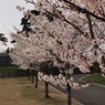 桜キャンパス
