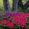 あざやかツツジ色　春花５