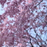 八重桜