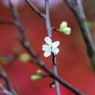 李の花