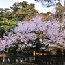流枝