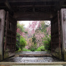 春雨の門