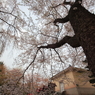 高田公園、しだれ桜