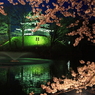 高田公園夜桜