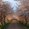 夕日に輝く桜並木