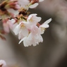 京都 哲学の道散策