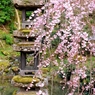 枝垂れ石塔