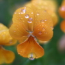 雨飾り