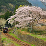 ひので小学校の桜