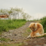 河川敷の猫