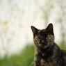 猫と菜の花