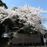 八幡様の桜　９