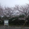 桜と駅