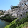 内堀の春